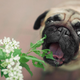 Imagen para el artículo titulado Cómo saber qué plantas son tóxicas para tu mascota